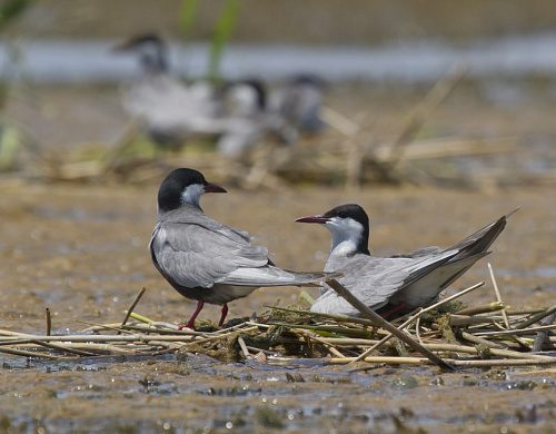 ��������� ������